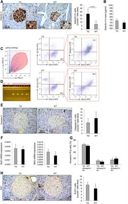 Transgenic Overexpression of Galectin-3 in Pancreatic β Cells Attenuates Hyperglycemia in Mice: Synergistic Antidiabetic Effect With Exogenous IL-33